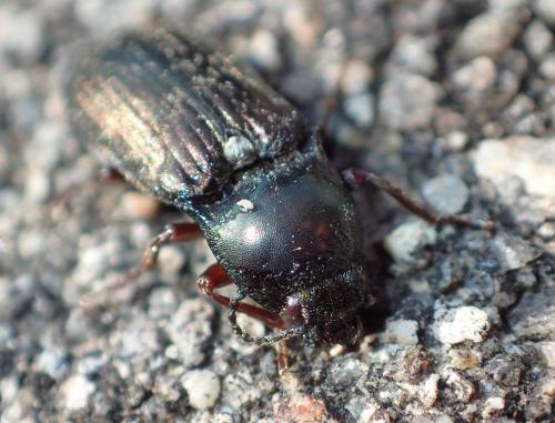 Selatosomus latus